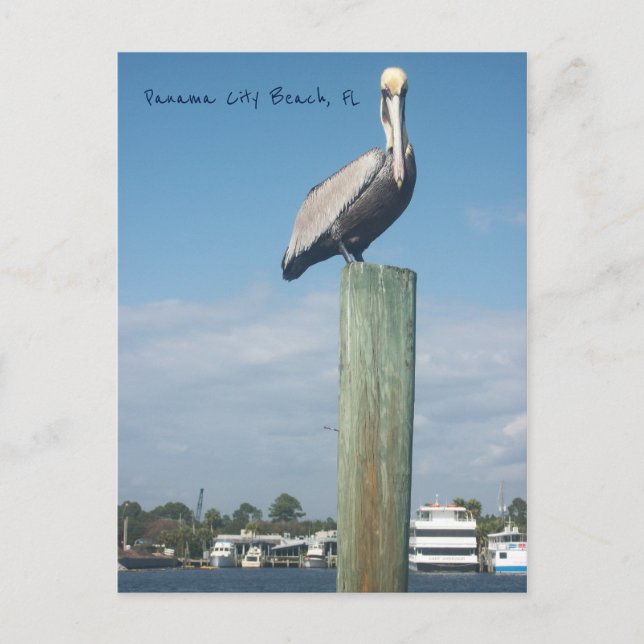Carte Postale Pelican à Panama City Beach, FL (Devant)