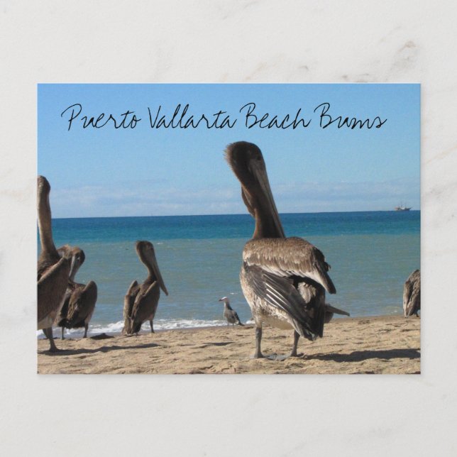 Carte Postale Pelican Beach Bums (Devant)