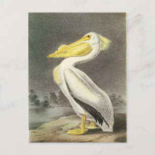 Carte Postale Pélican blanc américain