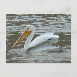 Carte Postale Pélican blanc B14 sur la rivière boueuse