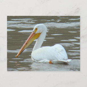 Carte Postale Pélican blanc B15 sur l'eau boueuse