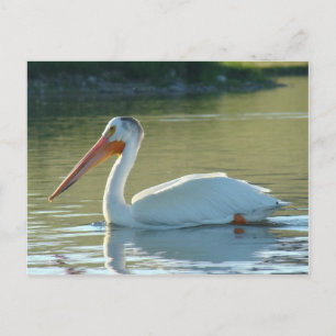 Carte Postale Pélican blanc B4