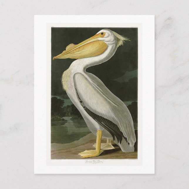 Carte Postale Pélican blanc John James Audubon Oiseaux d'Amériqu (Devant)