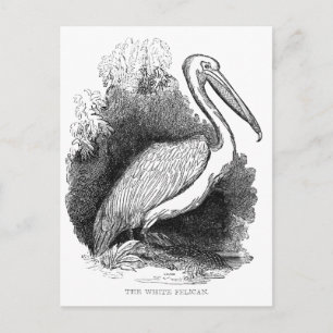Carte Postale Pélican blanc vintage