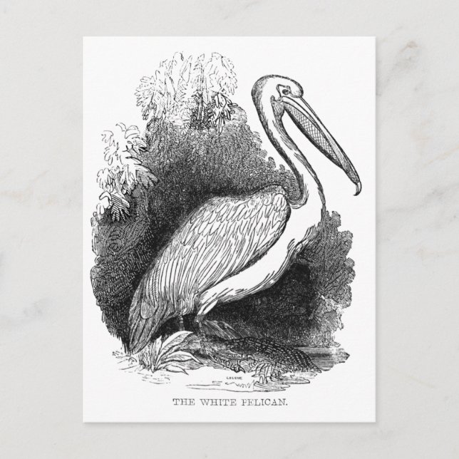 Carte Postale Pélican blanc vintage (Devant)