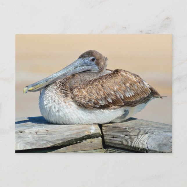 Carte Postale Pélican Brown (Devant)