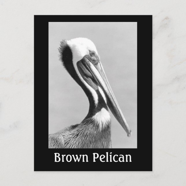 Carte Postale Pélican Brown (Devant)