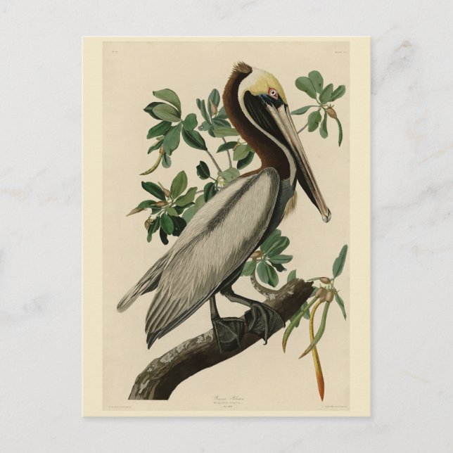 Carte Postale Pélican Brown d'Audubon's Birds of America (Devant)