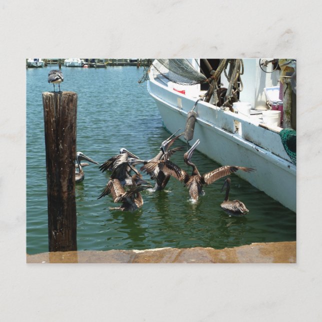 Carte postale Pelican Brunch (Devant)