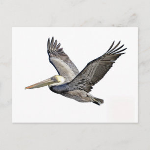 Carte Postale Pélican clair