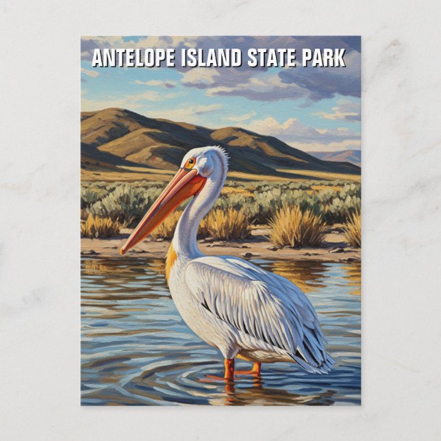 Carte Postale Pélican dans Antelope Island State Park Utah (Devant)