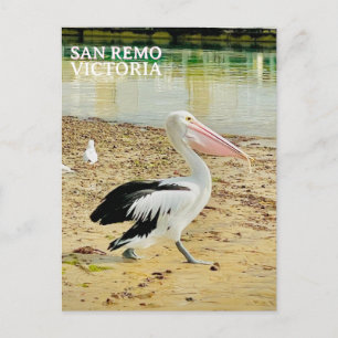 Carte Postale Pélican de San Remo, Phillip Island, Victoria