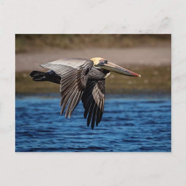 Carte Postale Pélican en vol (Devant)