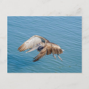 Carte postale - Pélican en vol