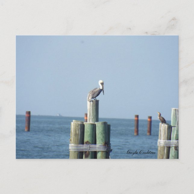 Carte postale pélican Mobile Bay : Côte du Golfe,  (Devant)