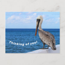Carte postale - Pélican - Penser à vous