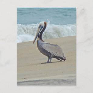 Carte Postale Pélican sur les banques extérieures OBX NC