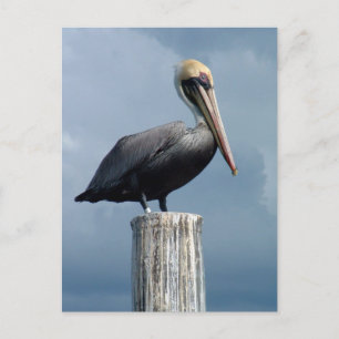 Carte Postale Pélican sur un Piling 1.
