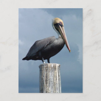 Carte Postale Pélican sur un Piling 1.