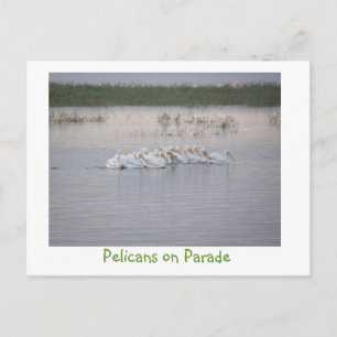 Carte Postale Pélicans à la parade