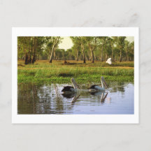 Pélicans australiens, Parc national de Kakadu, NT