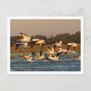 Carte Postale Pélicans blancs