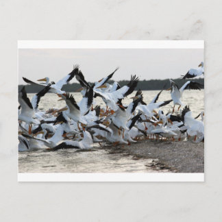 Carte Postale Pélicans blancs