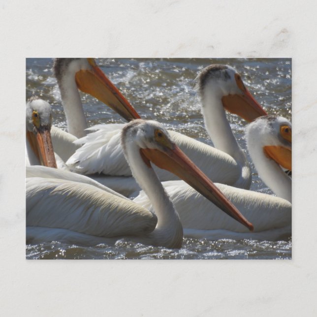 Carte Postale Pélicans Blancs Américains Je Dis Bonjour (Devant)