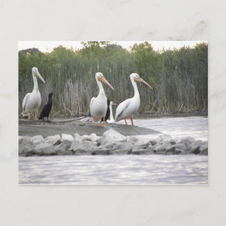 Carte Postale Pélicans et cormorans