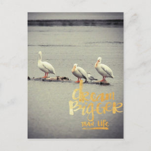 Carte Postale Pélicans et Mouette Rêvent Plus Grand