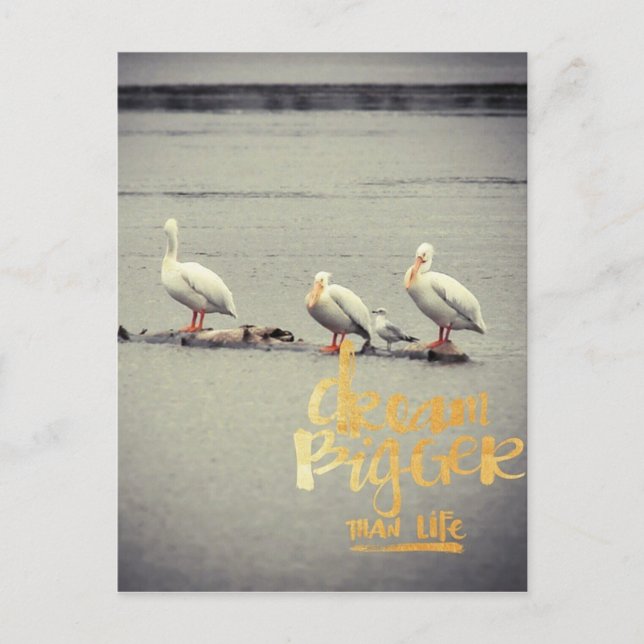 Carte Postale Pélicans et mouettes rêvent de plus en plus (Devant)