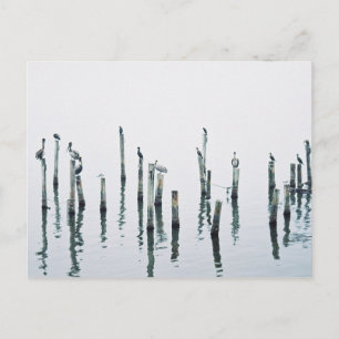 Carte Postale Pélicans et oiseaux de mer à réflexion