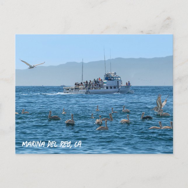Carte Postale Pélicans - Marina Del Rey, CA (Devant)