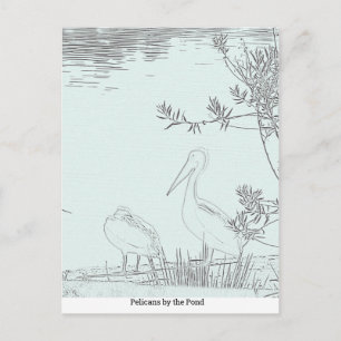 Carte postale - Pélicans près de l'étang