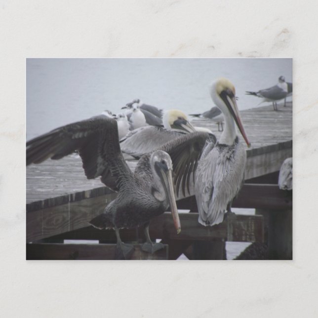 Carte Postale Pélicans sur la jetée (Devant)