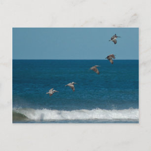 Carte Postale Pélicans volant en formation, Costa Rica