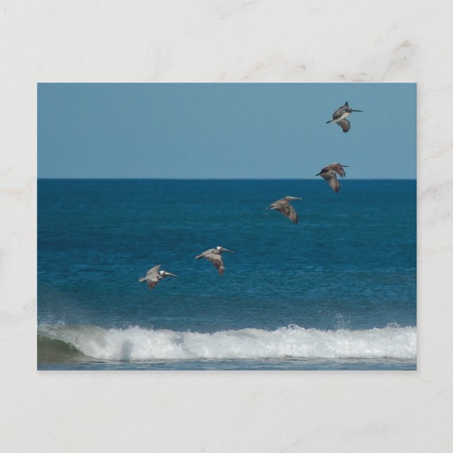 Carte Postale Pélicans volant en formation, Costa Rica (Devant)