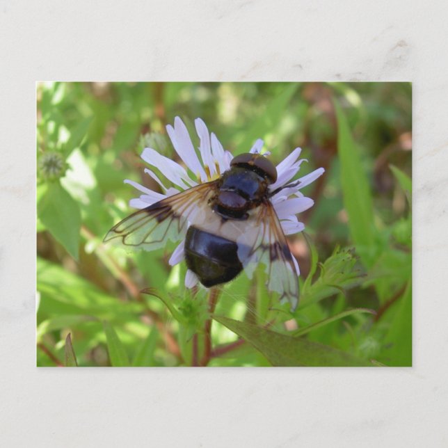 Carte Postale Pellucens de Hoverfly - de Volucella (Devant)