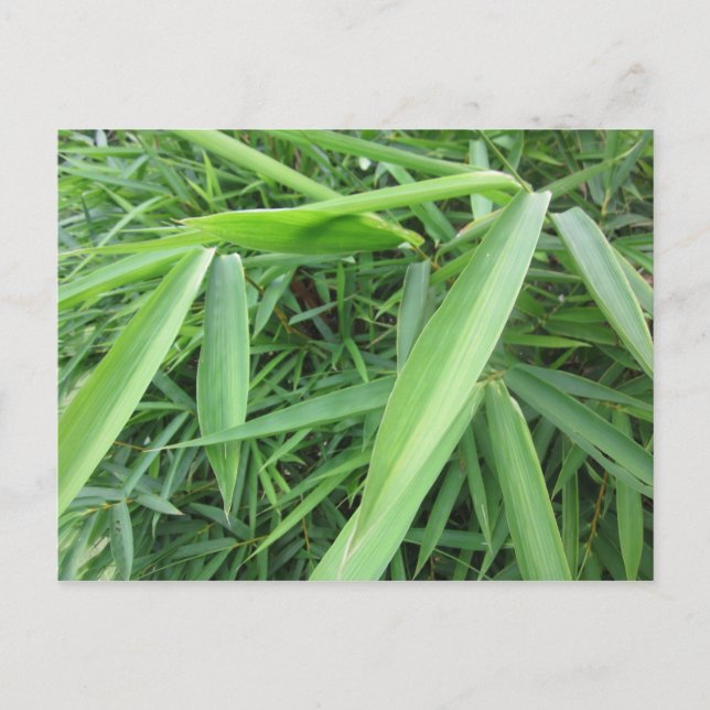 Carte Postale Pelouse bambou (Devant)