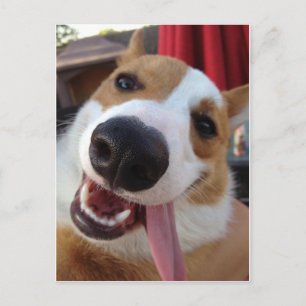 Carte Postale Pembroke rouge et blanc Corgi gallois