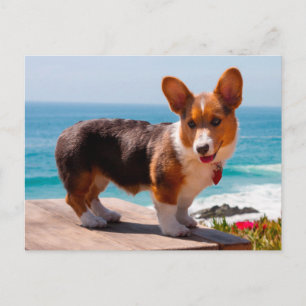 Carte Postale Pembroke Welsh Corgi puppy standing on table