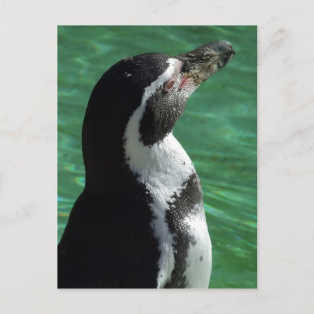 Carte postale Penguin (Devant)
