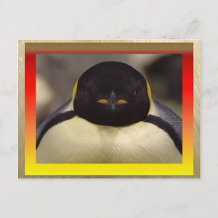 Carte postale Penguin
