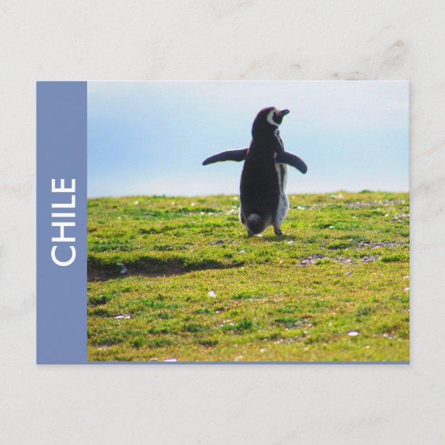 Carte postale Penguin Chili (Devant)