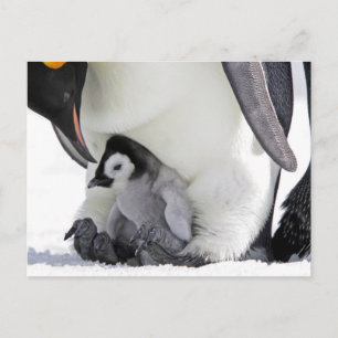 Carte Postale Penguin Île de Snow Hill