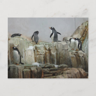 Carte Postale Penguins