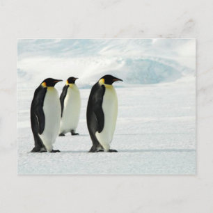 Carte Postale Penguins Three