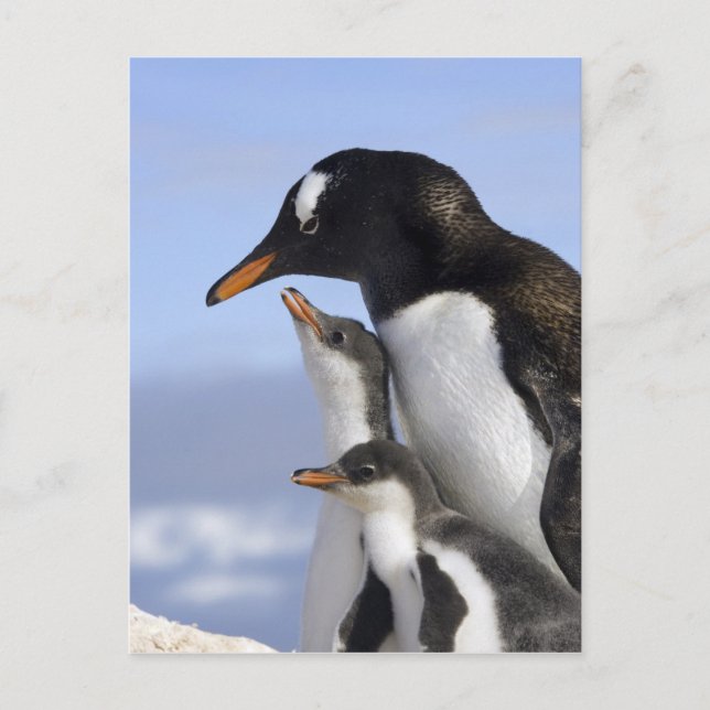 Carte Postale Péninsule Antarctique, Neko Harbour, Gentoo (Devant)