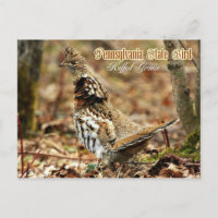 Pennsylvania State Bird : Groupement rouillé