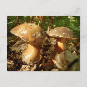 Carte postale Penny Bun Musroom
